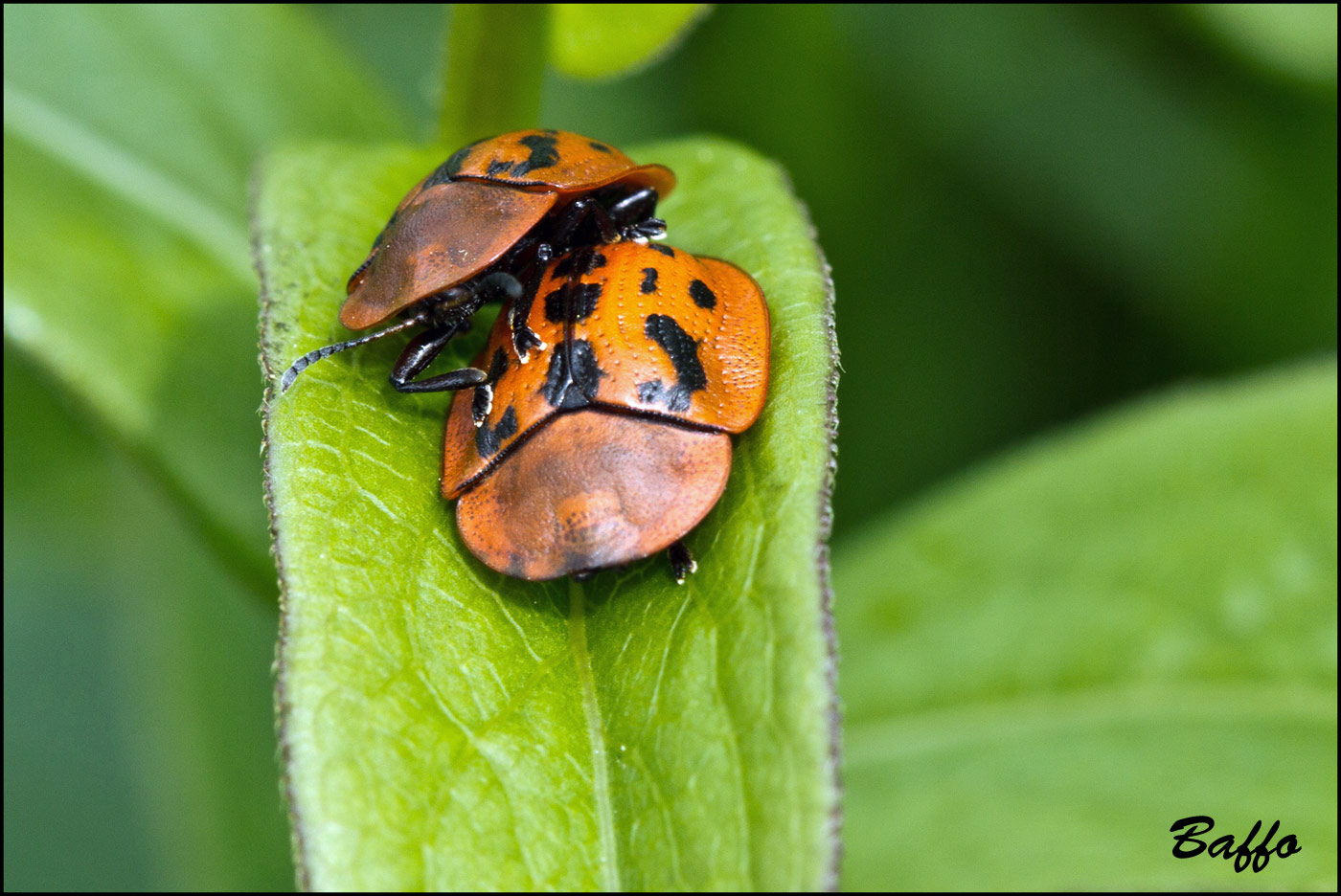 Chrysomelidae: Cassida murraea